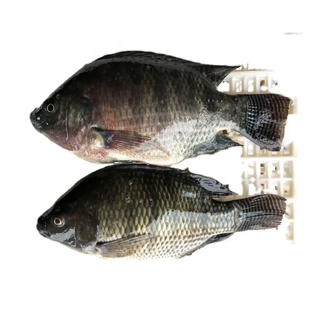 Frozen Tilapia Whole Fish Wholesales Price From China