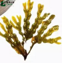 공장 직접 공급 방광 추출물 분말 Fucus Vesiculosus 추출물 프리미엄 식물 추출물 - Product Image 4