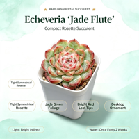 Délicat centre de table, plante succulente Echeveria Jade Flute en pot, feuillage vert et rouge, ornement purificateur d'air pour présentation sur étagère de chambre