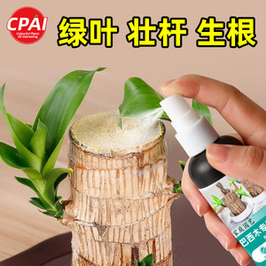 Solution nutritive pour bois d'arbre brésilien Cpai Hydroponic 100ml, nourriture liquide pour plantes pour Lucky Wood et Almonds - Product Image 4
