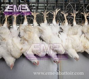 การซื้อขายที่ดีการหลั่งเลือดสัตว์ปีกรางลําเลียงอัตโนมัติอุปกรณ์ฆ่าอัตโนมัติของเครื่องแปรรูปโรงฆ่าสัตว์ไก่ - Product Image 2