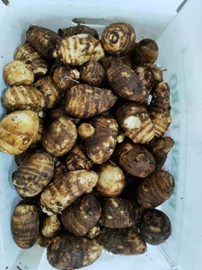 أحدث محصول القلقاس الطازج المغسول بالماء الطازج مصنع القلقاس عالية الجودة - Product Image 2