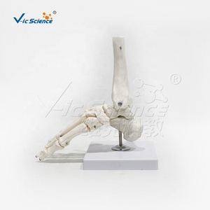 Modello di Osso del Piede Umano Smontabile per l'Insegnamento, Modello Scheletrico del Piede Umano - Product Image 3
