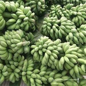 Chất lượng cao guangxi xiaozi chuối theo mùa Chuối nhỏ ngon ngọt với quy trình sấy FD số lượng lớn - Product Image 4