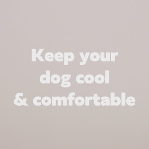 ICE BAND - Bandana rafraîchissant pour chien - Bleu - Product Image 5