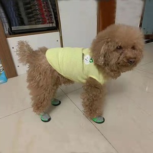 Chaussures en maille respirante classiques pour chiens de petite et moyenne taille, avec motif uni, antidérapantes et résistantes à l'usure - Product Image 5