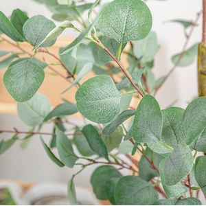 Plante d'<span class=keywords><strong>Intérieur</strong></span> Simulation d'<span class=keywords><strong>Eucalyptus</strong></span> en <span class=keywords><strong>Pot</strong></span> Homestay Salon Décoration de Sol Arbre d'Argent Plante Verte Ornements Bonsaï - Product Image 5