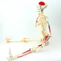 医学85cm180cm鮮やかな全身色の筋肉靭帯のない人間の解剖学的骨格モデル