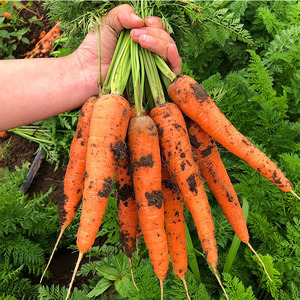 Hot bán đa chức năng cà rốt lột Máy Rau cà rốt Peeler máy cà rốt lột và máy cắt - Product Image 5