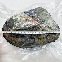 Vente en Gros de Perles d'Eau Douce Naturelles, Huîtres de Culture Véritables, Huîtres à Souhait Fraîches, Coquille de Monstre, Perles de Haute Qualité