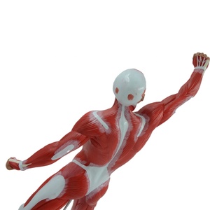 Modelo anómico personalizado, muestra los músculos superficial del <span class=keywords><strong>cuerpo</strong></span> <span class=keywords><strong>humano</strong></span> - Product Image 3