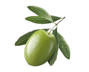 オレウロペインオリーブ葉エキス25% 供給オリーブ葉エキス80% - Product Image 1