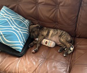 Orta, küçük ve büyük köpekler için peluş gıcırtılı kırışık köpek oyuncak komik hediyeler - Product Image 6