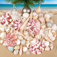 Ensemble de 90+ coquillages marins naturels, coquillages d'océan mélangés, tailles variées de 0,8 à 2,5 pouces, coquillages, coquilles Saint-Jacques et conques pour travaux manuels de plage