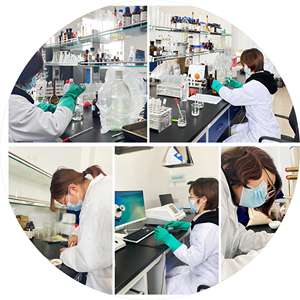 Extracto de Equinácea <span class=keywords><strong>Purpurea</strong></span> <span class=keywords><strong>Natural</strong></span> 10:1, Extracto de Equinácea a Bajo Precio, Equinácea <span class=keywords><strong>Purpurea</strong></span> en Polvo de BenFeng - Product Image 3