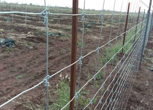 गैल्वेनाइज्ड धातु तार जाल फील्ड खेल बाड़ पशु भेड़ के लिए बुने वाली तकनीक वन्य जीवन संरक्षण झुकने वाली प्रसंस्करण सेवा - Product Image 6