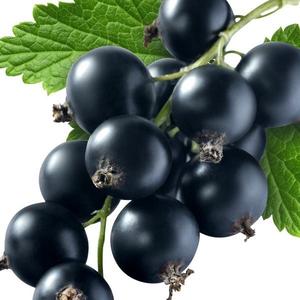 Hot Selling Premium Zwarte Bes Sap Poeder Hoge Kwaliteit Zwarte Bes Fruit Poeder - Product Image 3