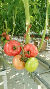 Crochets à tomates avec <span class=keywords><strong>ficelle</strong></span>, crochets de support de tomate, crochets porte-tomates - Product Image 5