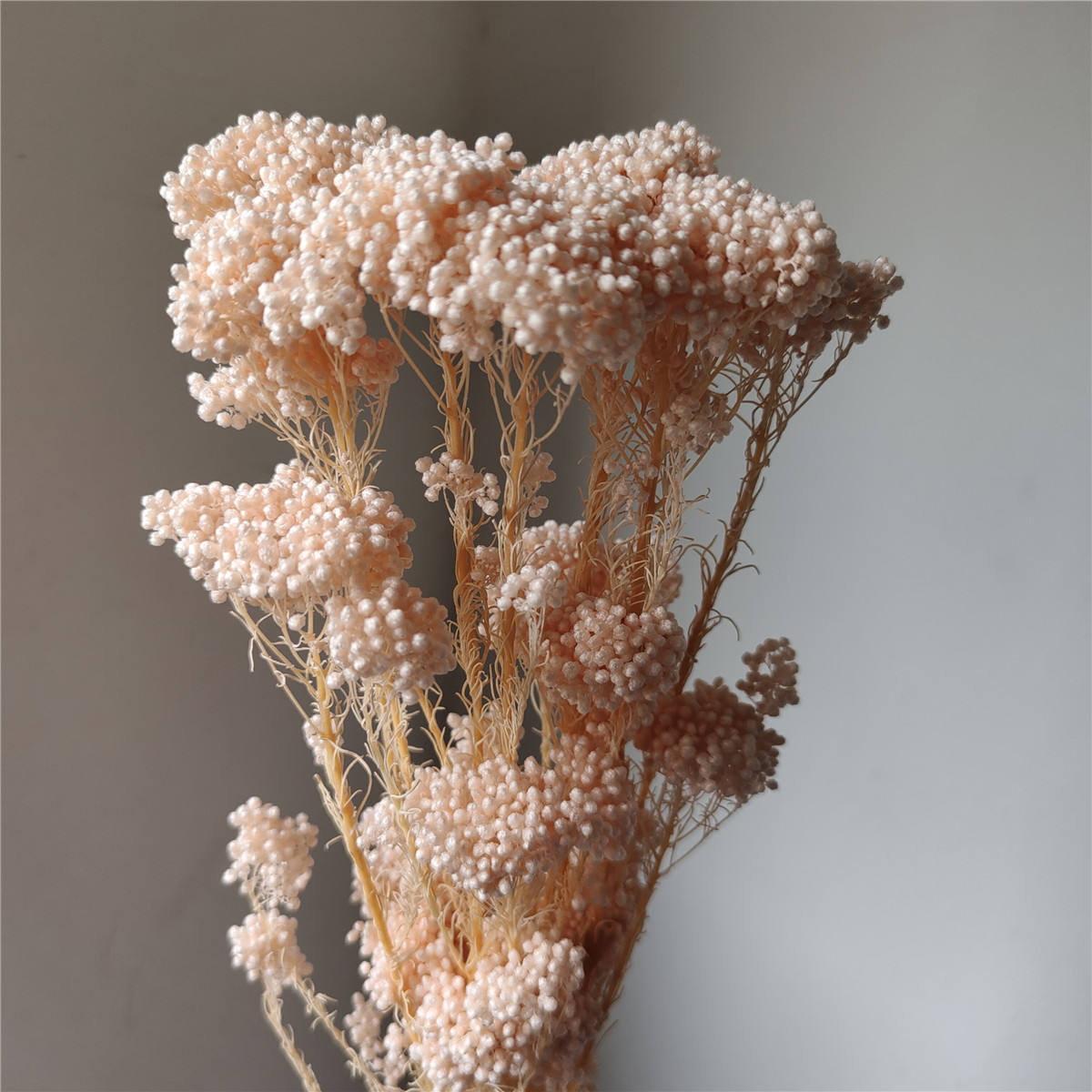 Color-Washed Champagne