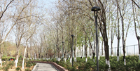 Lumière de zone LED à col de cygne incurvé à télécommande, style poteau, intelligente, 60 W, ENEC LM79 IES, lumière de poteau de jardin LED