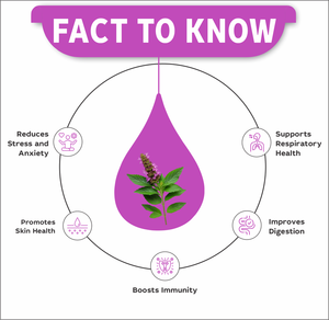 Gouttes d'extrait de Tulsi |   Ocimum tenuiflorum |   Soulagement du stress, immunité, santé respiratoire |   Flacons compte-gouttes de 30 ml - Product Image 2