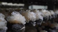 30% Polysaccharide Tremella Fuciformis Extract Sneeuwzwampoeder Cosmetische kwaliteit Huidhydratatie