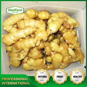 China Ginger Price Fresh Crop Gold Bright Flesh Large Ginger Root