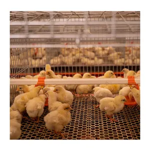 養鶏場用H型自動化プーリー繁殖ケージシステム