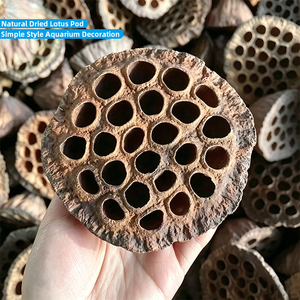 Umweltfreundliche, schlichte Trockenblumen-Samenköpfe für Heim- und Aquariendekoration, natürliche getrocknete Lotusblüten - Product Image 1