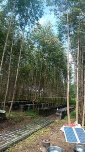 Tinh Khiết Tự Nhiên Bạch Đàn Mật Ong Cao Cấp Hữu Cơ Số Lượng Lớn Đóng Gói <span class=keywords><strong>1</strong></span> Kg Tùy Chỉnh Pet Jar Bạch Đàn Mật Ong 100% Tự Nhiên Bán Buôn - Product Image 4