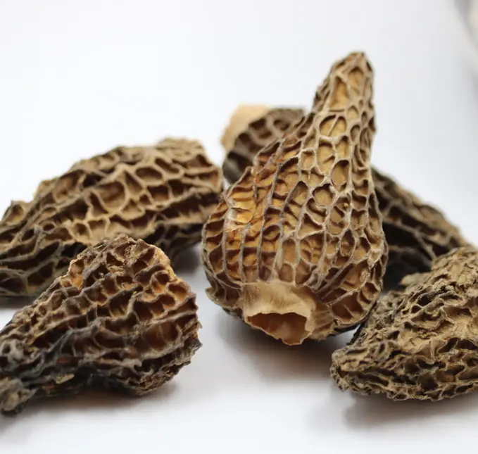 Free Sample Best Selling chinese morel mushroom dried morel mushrooms morel fruit body ( Size:2-3CM ) for sale