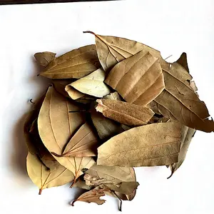 Bay Leaf - Laurus Nobilis - Tejpatta Dry Leaves Là Nguồn Cung Cấp Vitamin A Vitamin B6 Và Vitamin C Tốt