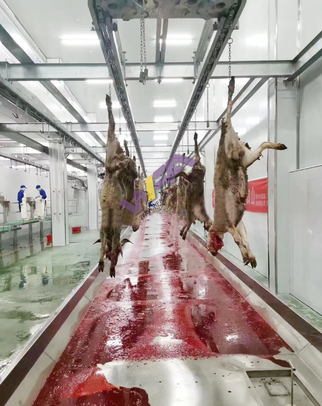 Hoàn Thành lò mổ cho dê giết mổ thiết bị Kosher Halal dê abattoir máy