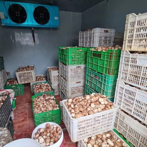 Biaya rendah jamur tumbuh ruang tamu ruang Freezer ruang dingin penyimpanan khusus penggunaan ruang dingin jamur tumbuh peralatan - Product Image 1