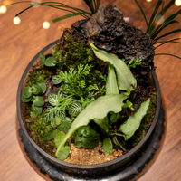 Cloche personnalisée Terrarium dôme de forêt en verre transparent Terrarium Pot de plante
