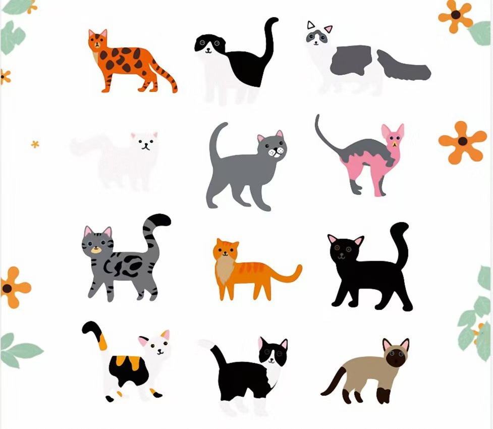 Chat