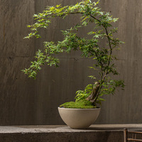 Pots de fleurs modernes en ciment D28-D55cm Beige Gris Blanc Noir pour la décoration intérieure et extérieure