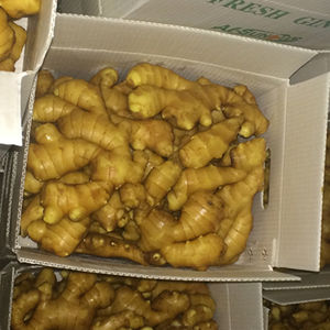 סיני ג 'ינג' ר גדול על מכירות חמות - Product Image 4