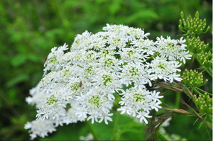 Fructus Cnidii плод обыкновенный <span class=keywords><strong>Cnidium</strong></span> <span class=keywords><strong>Monnieri</strong></span> Fructus ExtractOsthole <span class=keywords><strong>Cnidium</strong></span> Lactone Fructus Cnidii Cnidiadin CAS №:.484-12-8 - Product Image 5