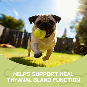 कुत्ते की गुदा ग्रंथि नरम चबाना पूरक कद्दू बीज + प्रोबायोटिक प्रतिरक्षा समर्थन सभी के लिए मल स्थिरता गुदा ग्रंथि स्वास्थ्य को अनुकूलित करता है - Product Image 4