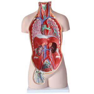 Modèle d'anatomie médicale 85cm modèle de torse sans sexe <span class=keywords><strong>humain</strong></span> avec 20 parties - Product Image 3