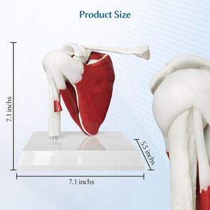 PVC plastik sendi bahu Model struktur kerangka otot ligamen termasuk struktur bahu tulang selangka Humerus skapula - Product Image 3