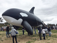 Ballons gonflables de publicité de Liopleurodon et dinosaure gonflable de Pliosaur gonflable de publicité | ballons de la publicité