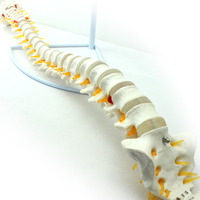 Modelo de vértebra lumbar de fábrica de China