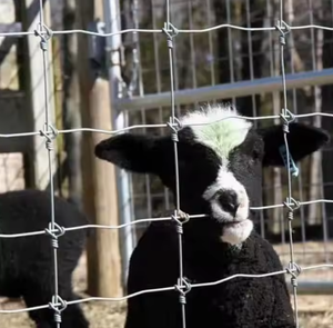 Valla para Ganado Galvanizada por Inmersión en Caliente, Valla Económica para Granjas para Pastoreo y Protección <span class=keywords><strong>de</strong></span> Límites <span class=keywords><strong>de</strong></span> Ranchos - Product Image 4