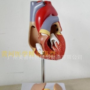 Modèle de cœur humain 1:1, Doppler couleur à ultrasons, modèle pédagogique d'anatomie cardiaque en cardiologie médicale, cœur naturel grandeur nature - Product Image 5