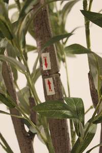 Olivier artificiel en pot vert, écologique, 160 cm, pour la maison, le bureau, le jardin, décoration du Nouvel An - Product Image 5