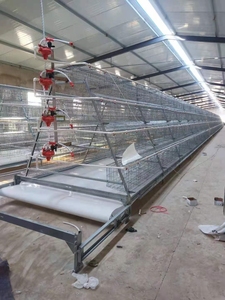 Cages à poules pondeuses <span class=keywords><strong>Cage</strong></span> de capacité 160 oiseaux Kenya couche cages à poulets <span class=keywords><strong>d</strong></span>'<span class=keywords><strong>occasion</strong></span> pour 2000 oiseaux Petites fermes - Product Image 5