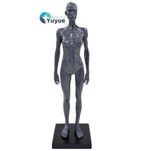 Modèle d'artiste anatomique en PVC de 30cm-Femme Homme pour la formation CG Dessin Sculpture Art Education Focus Muscle Structure squelettique - Product Image 1