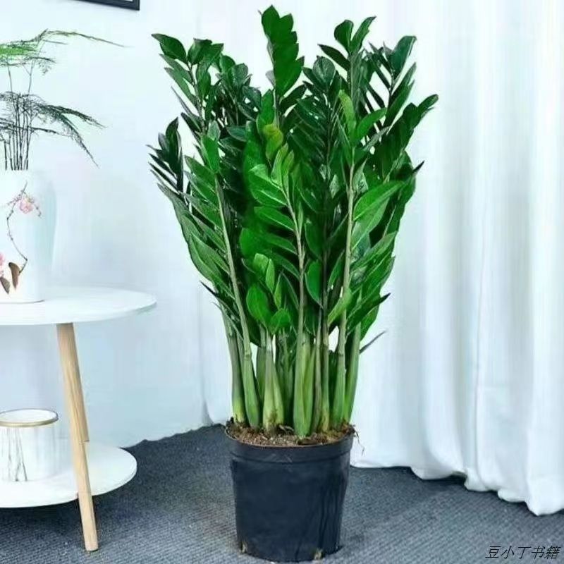 Pot losange géométrique - comprend engrais + tutoriel + plateau